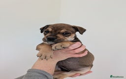 Mixed Breed dogs for sale: 2 Beautiful girl puppies  - Image 10