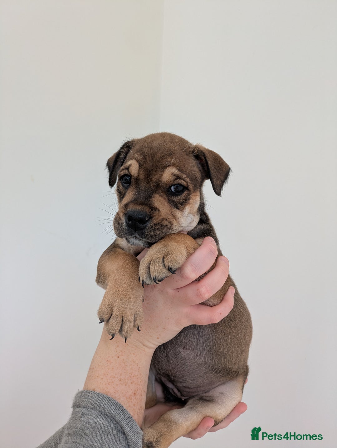 Mixed Breed dogs for sale: 2 Beautiful girl puppies  - Image 10