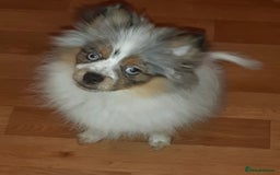 Pomeranian dogs for sale: Pomeranian  - Image 24