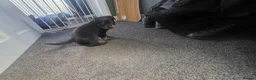 Rottweiler dogs for sale: 2 Stunning Rottweiler Puppies - Advert 6