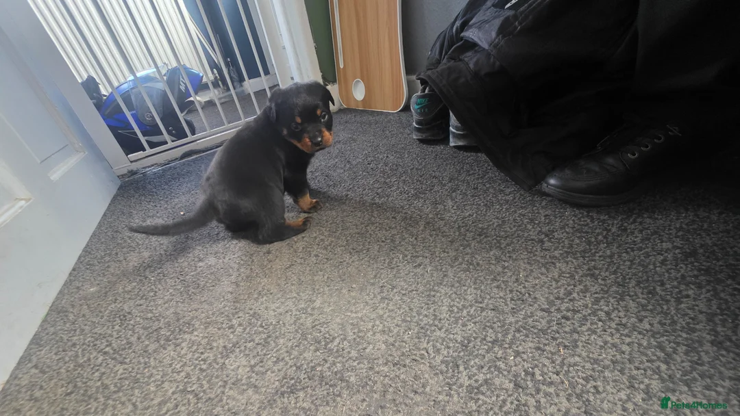 Rottweiler dogs for sale: Female Rottweiler Puppy - Advert 6