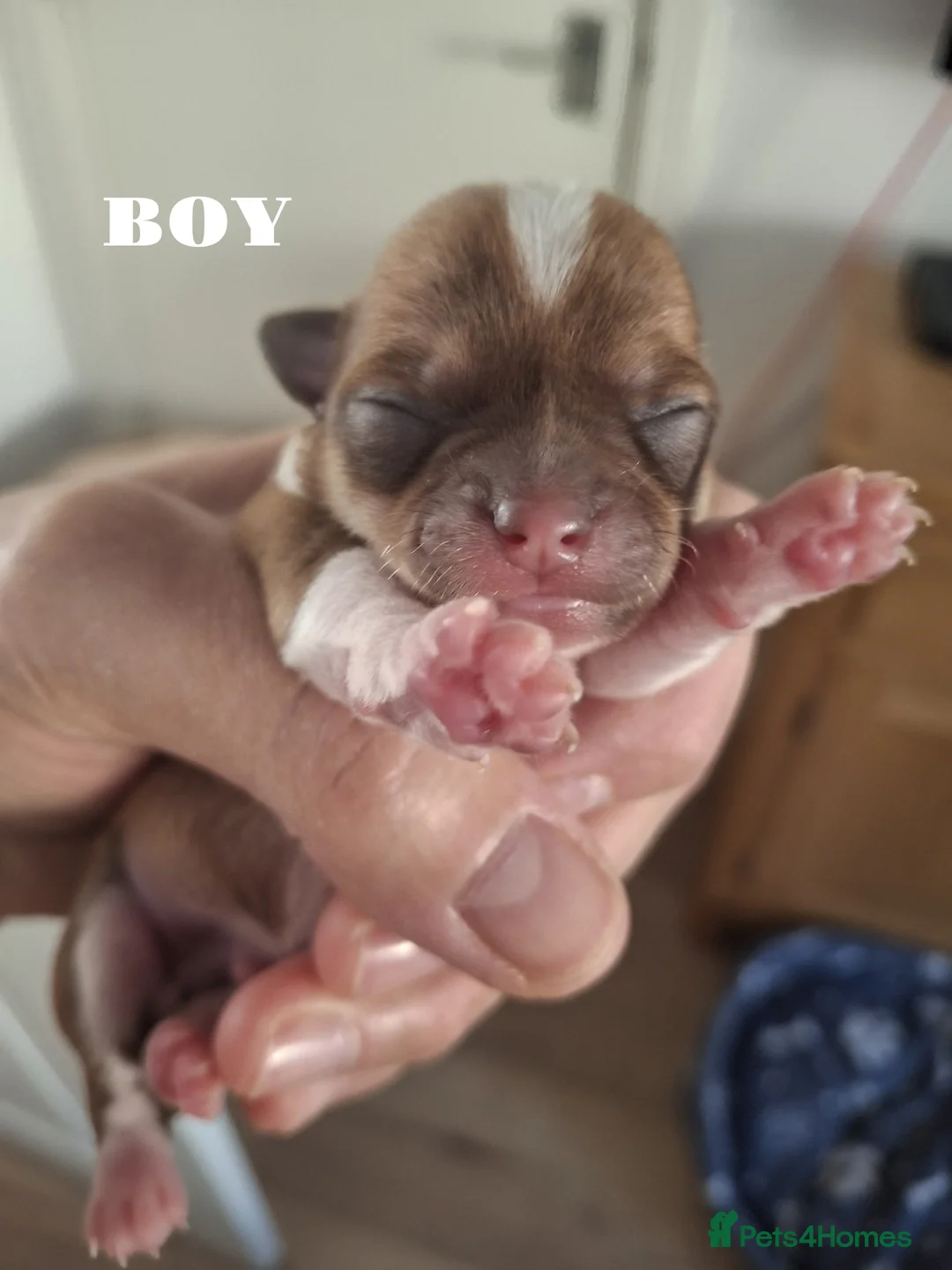 Chihuahua dogs for sale: BOY CHIHUAHUA  - Advert 2