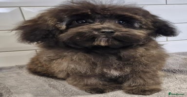 Maltipoo dogs - Advert 2