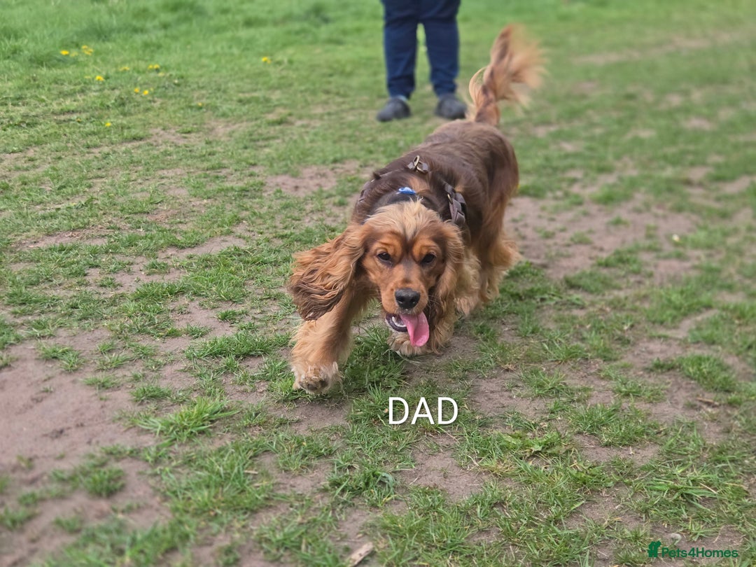 Mixed Breed dogs for sale: Beautiful Cockalier Puppies - Advert 4