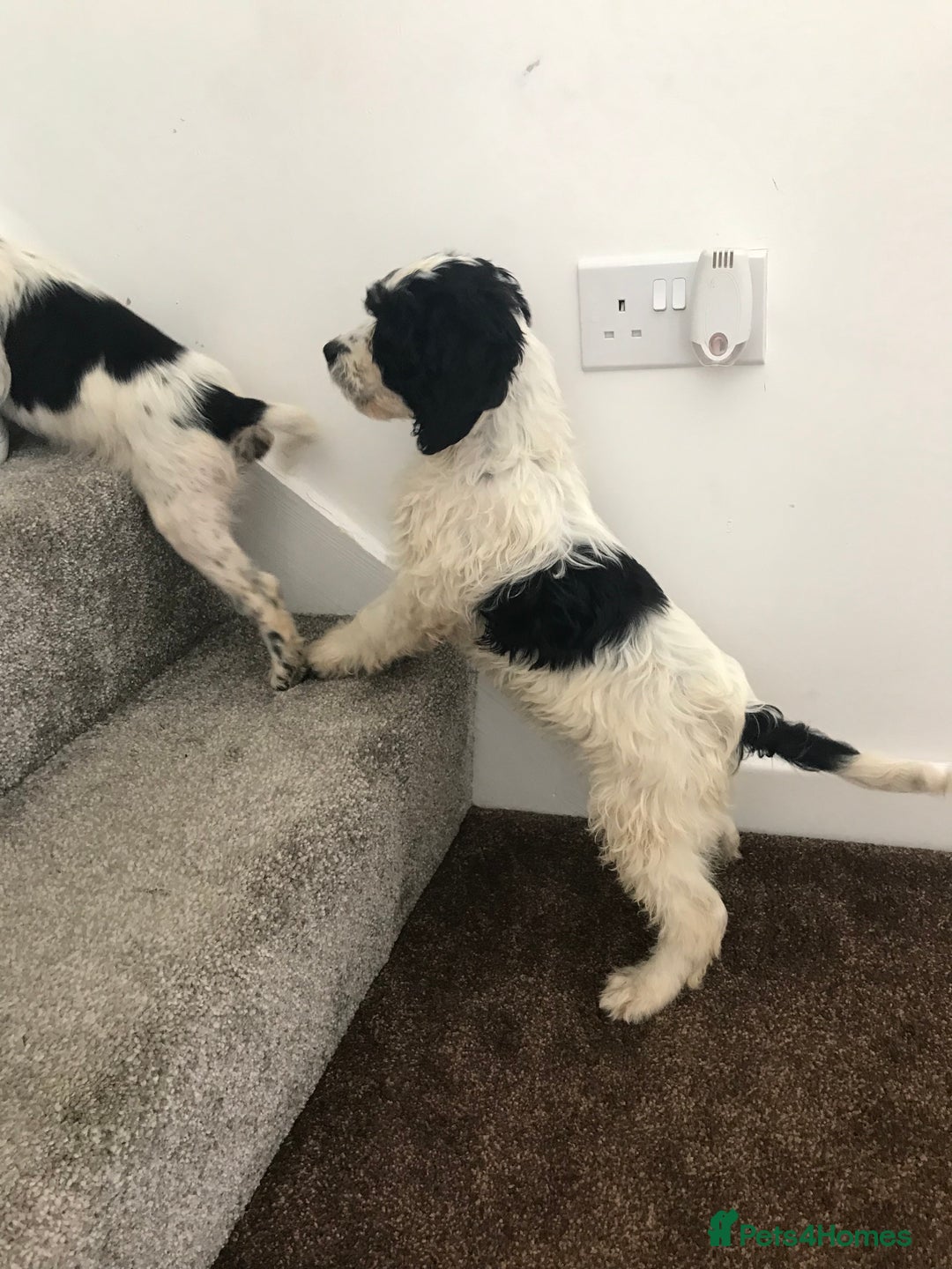 Sproodle dogs for sale: Sproodle - Image 24