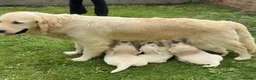 Golden Retriever dogs for sale: Top quality Golden retriever puppies - Advert 4