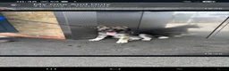 Japanese Akita Inu dogs for sale: Japanise akita in Chatham - Advert 1