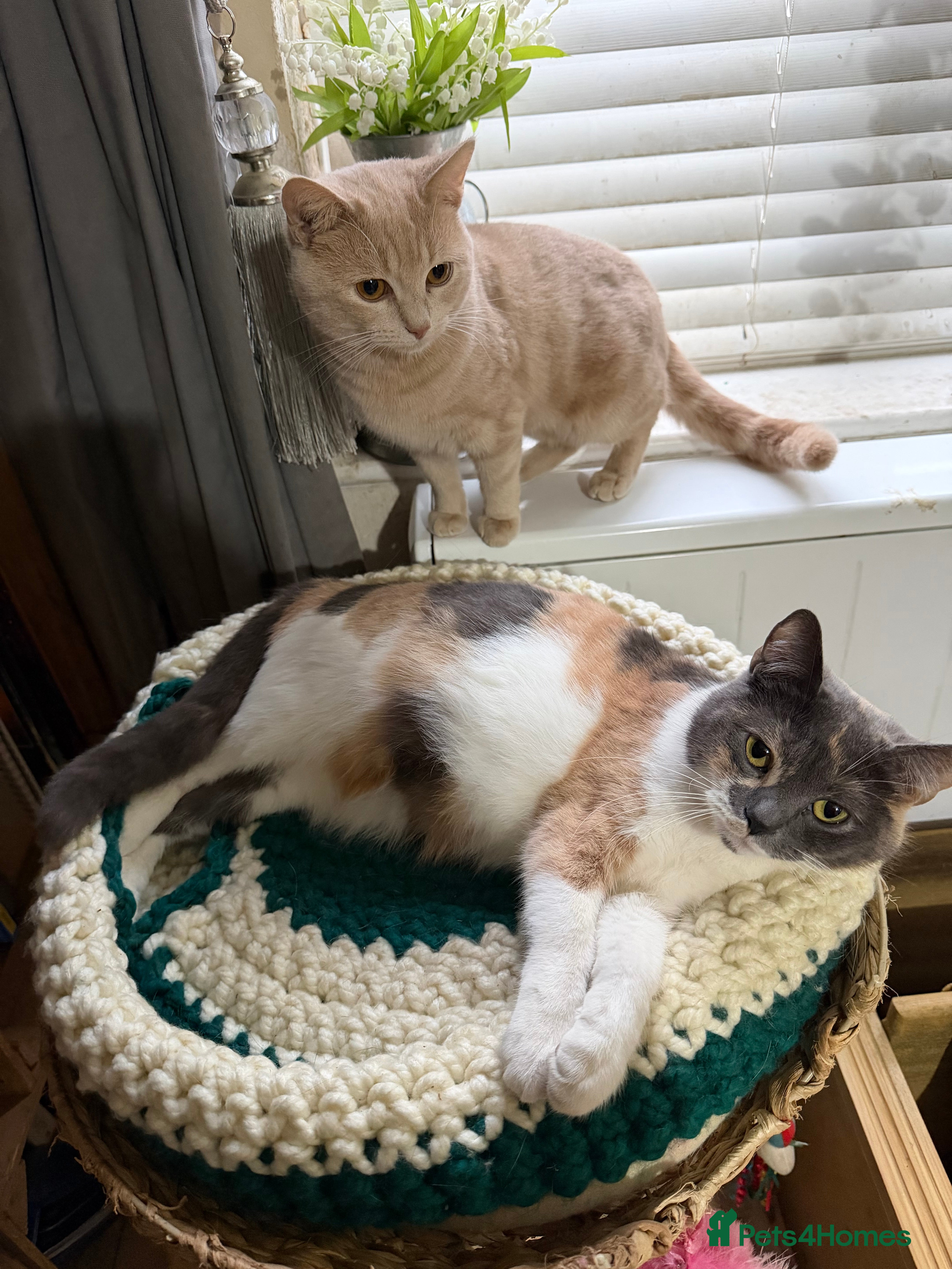 British Shorthair cats British shorthair kittens  - Advert 1