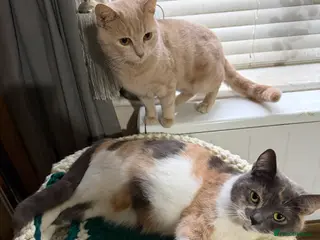 British Shorthair cats British shorthair kittens - Advert 1