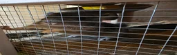 Chinchilla rodents for sale: Cutest baby chinchillas!  - Advert 6