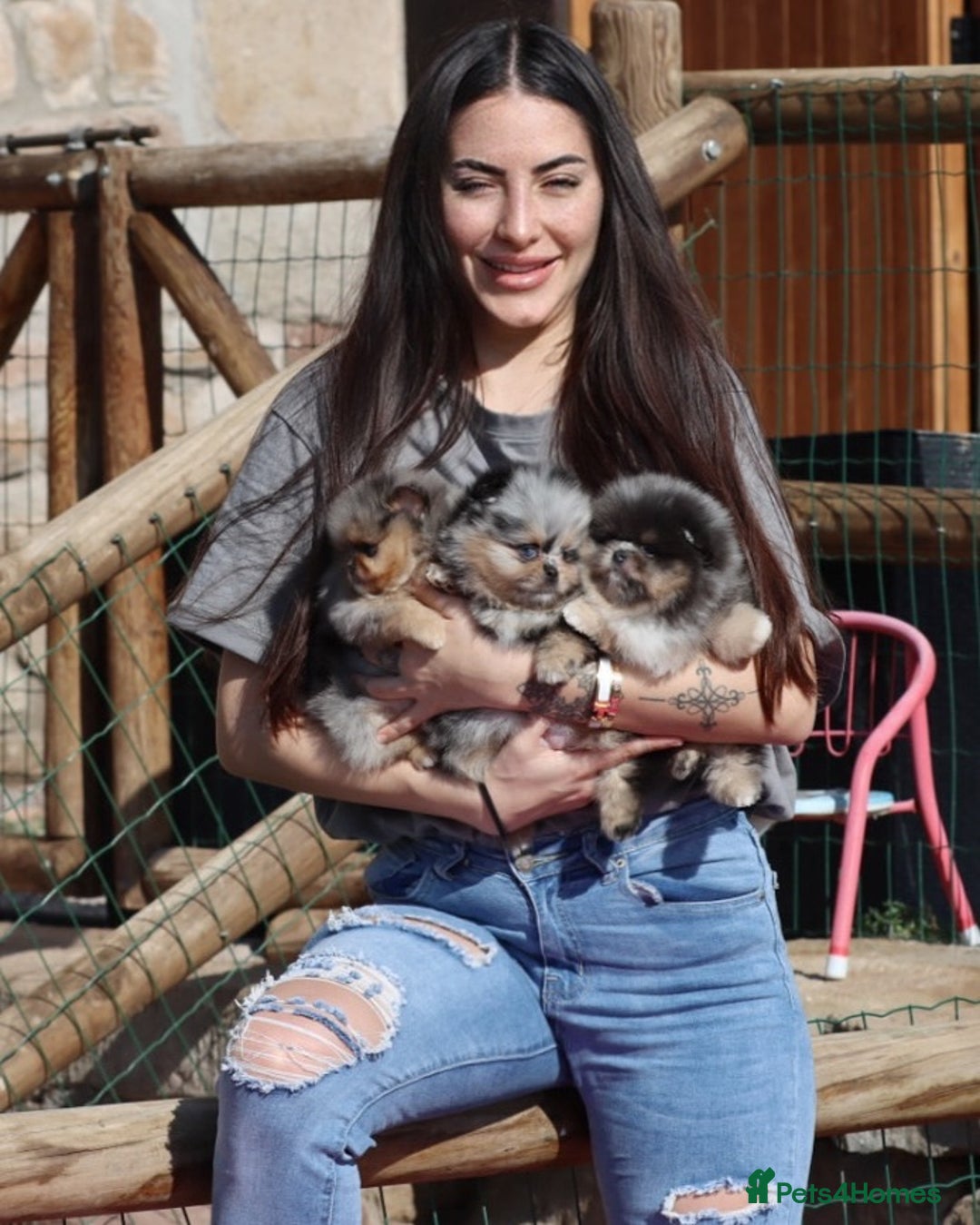 Pomeranian dogs for sale: Adorable Pomeranian Puppies for Sale. - Image 4