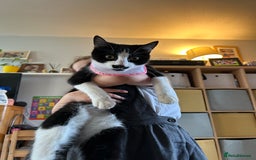 Mixed Breed cats for sale: Loving cat needing new home - Image 2