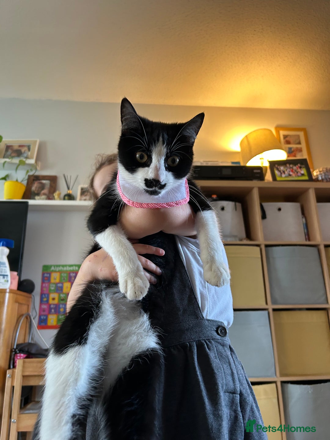 Mixed Breed cats for sale: Loving cat needing new home - Image 2