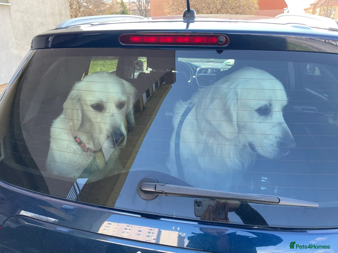 Golden Retriever dogs for sale: KC Registered golden retriever girl - Advert 1