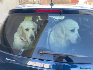 Golden Retriever dogs KC Registered golden retriever girl - Advert 7