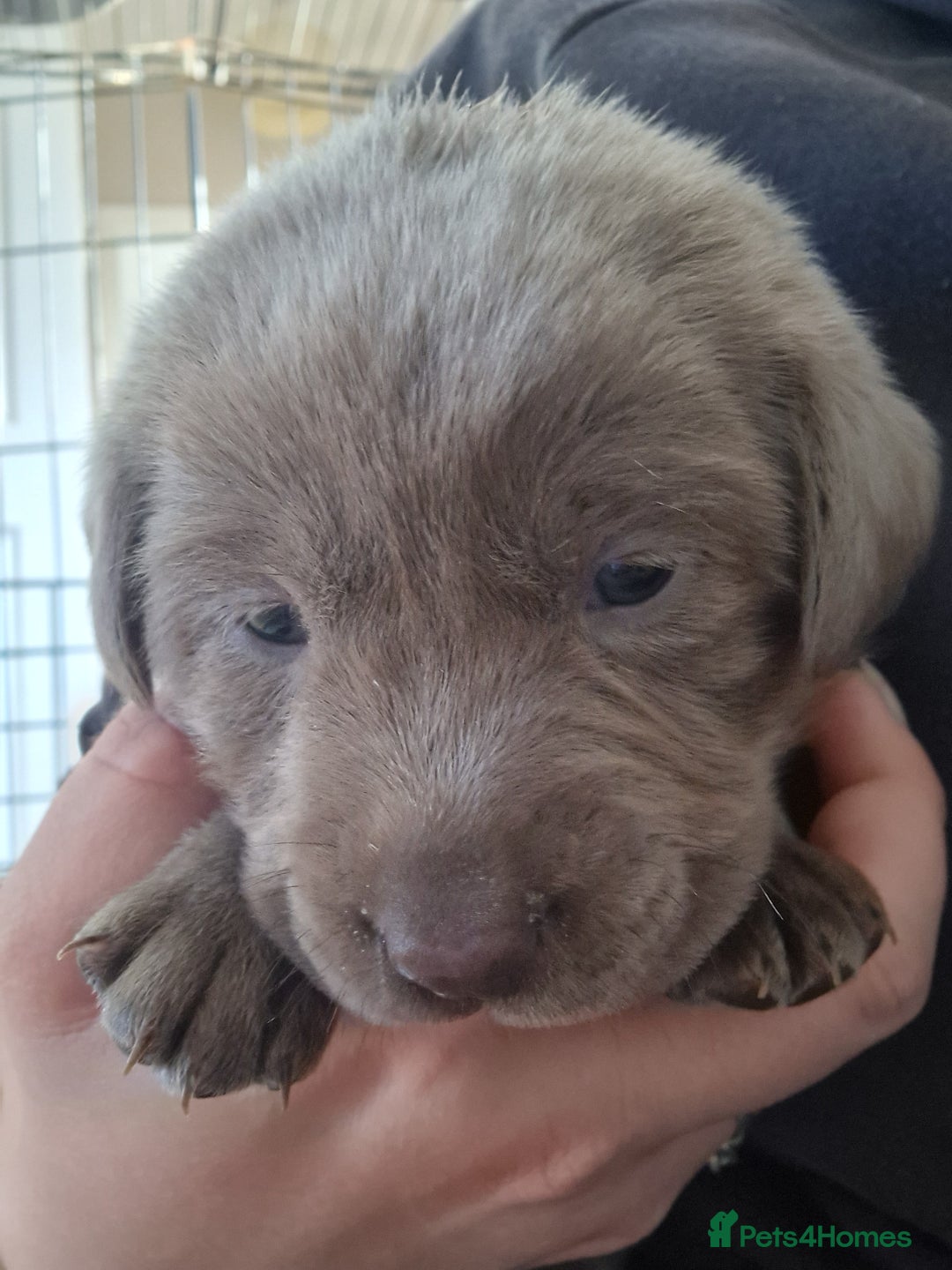 Labrador Retriever dogs for sale: !REDUCED! silver labrador's KC - Advert 36