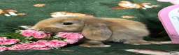 Mini Lop rabbits for sale: Beautiful Baby Mini Lops Ready now  - Advert 11