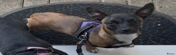 Mixed Breed dogs for sale: Doxiepoo (2yrs) and chihuahua (9months) rehoming in Ashford - Advert 1