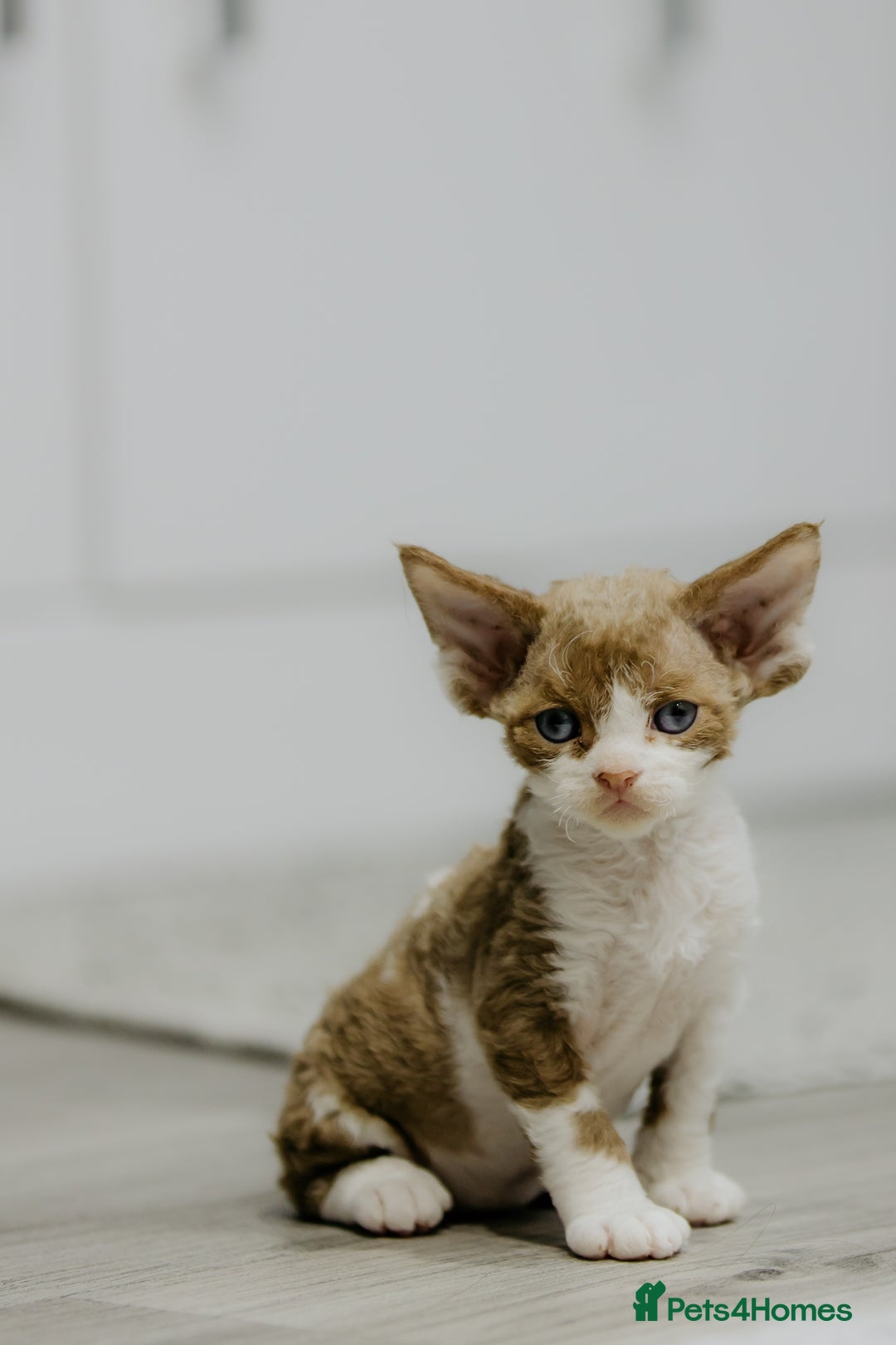 Devon Rex cats for sale: Adorable GCCF Registered DevonRex Kittens FOR SALE - Advert 1