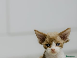 Devon Rex cats Adorable GCCF Registered DevonRex Kittens FOR SALE - Advert 1