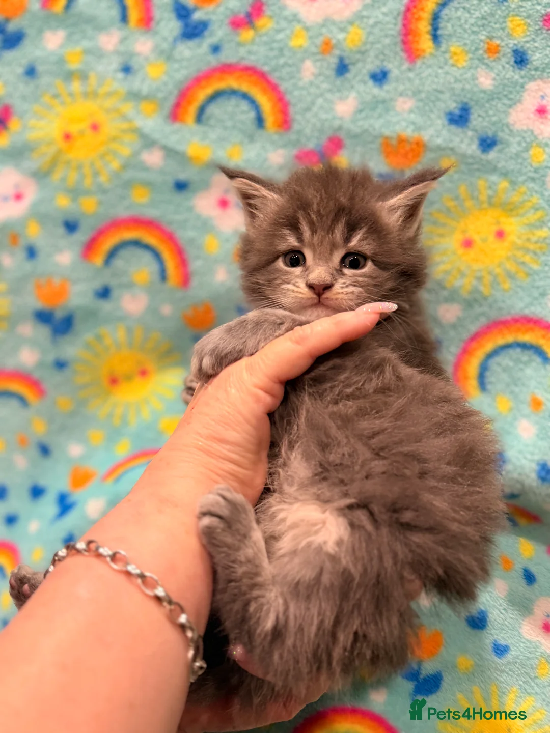 Maine Coon cats for sale: TICA REG MAINE COON KITTENS - Advert 11
