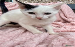 Mixed Breed cats for sale: Adorable bicolour kittens for sale - Image 2