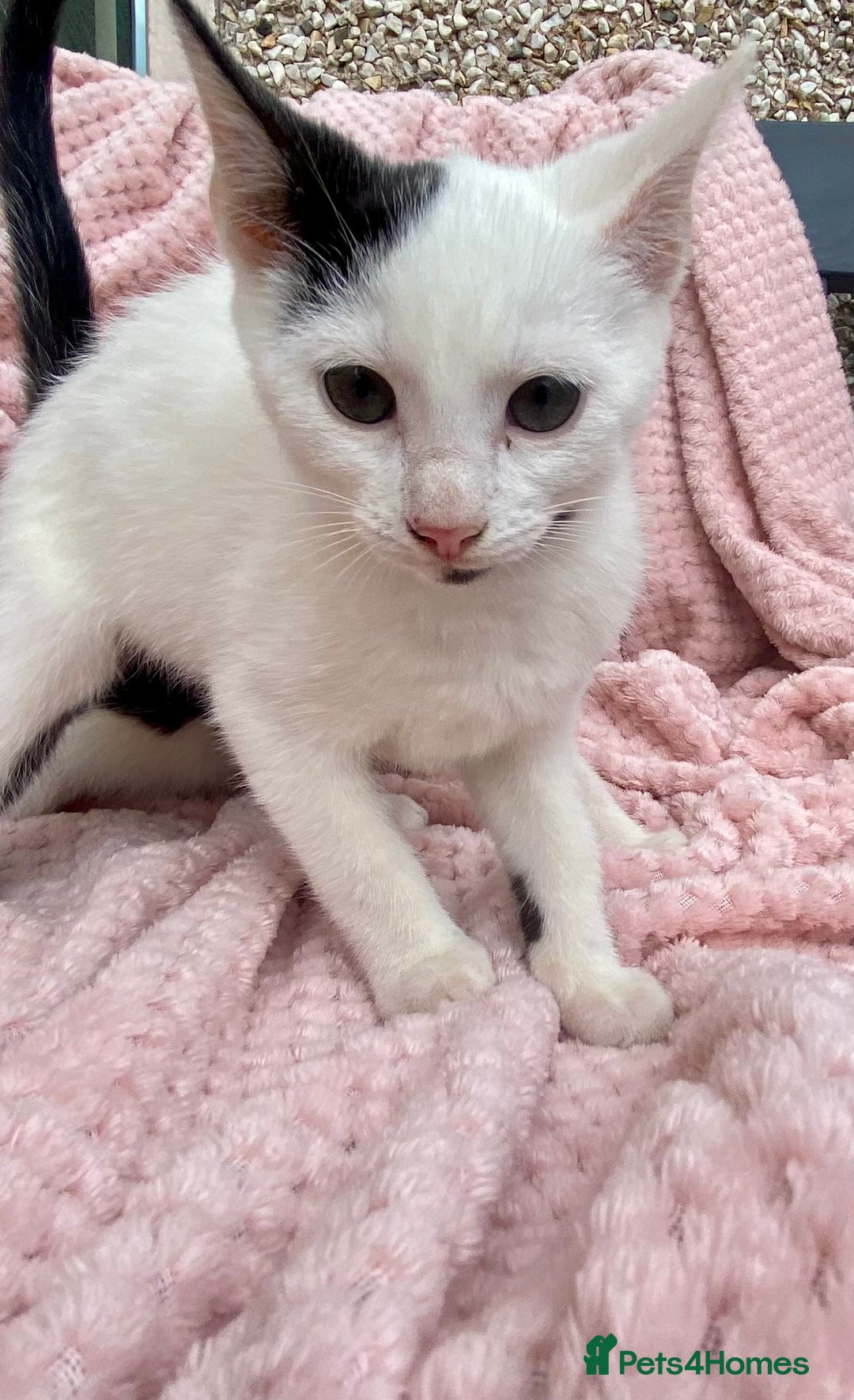 Mixed Breed cats for sale: Adorable bicolour kittens for sale - Image 2