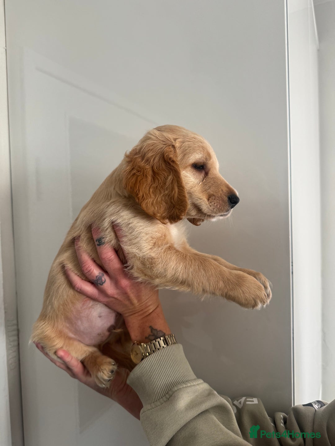 Cockapoo dogs for sale: Male cockapoo puppy’s  - Image 4