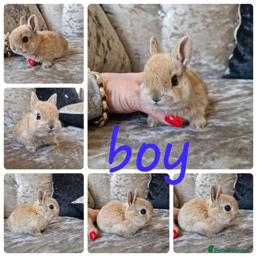 Netherland Dwarf rabbits for sale: Netherland dwarf babies  - Advert 2