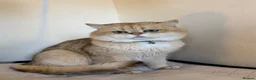 British Shorthair cats for stud: British golden cat - Advert 4