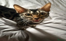 Bengal cats for sale: female bengals 2 for 400 selling as pair  - Image 4