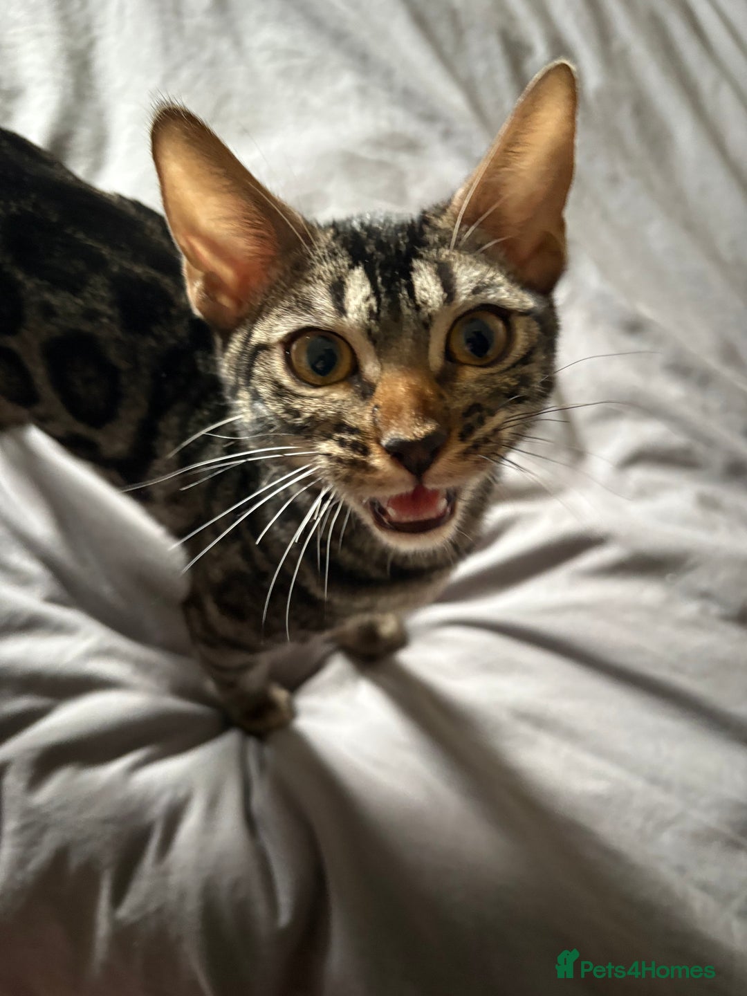 Bengal cats for sale: female bengals 2 for 400 selling as pair  - Image 4
