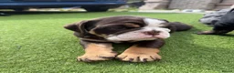 Olde English Bulldogge dogs for sale: STUNNING RARE OLD ENGLISH BULLDOG PUPS - Advert 11