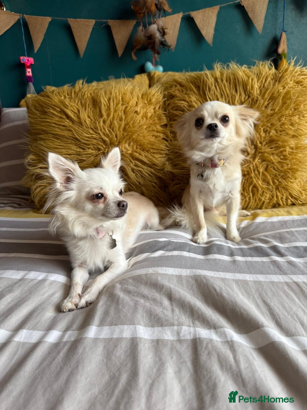 Chihuahua dogs for sale: 3 boys, long haired chihuahuas  - Image 7