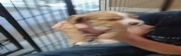 Cocker Spaniel dogs for sale: Beautiful cocker spaniel puppies - Advert 12