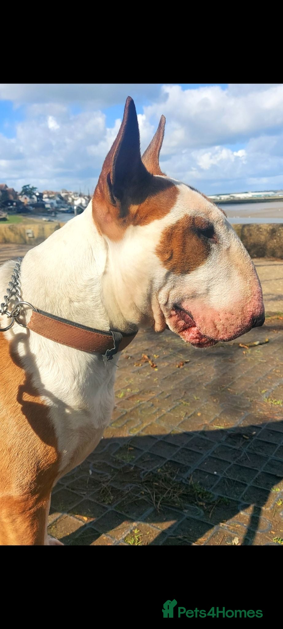 Bull Terrier dogs Stud English Bull Terrier  - Advert 7
