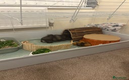 Guinea Pig rodents for sale: 2 boar Guniea pigs - Image 6