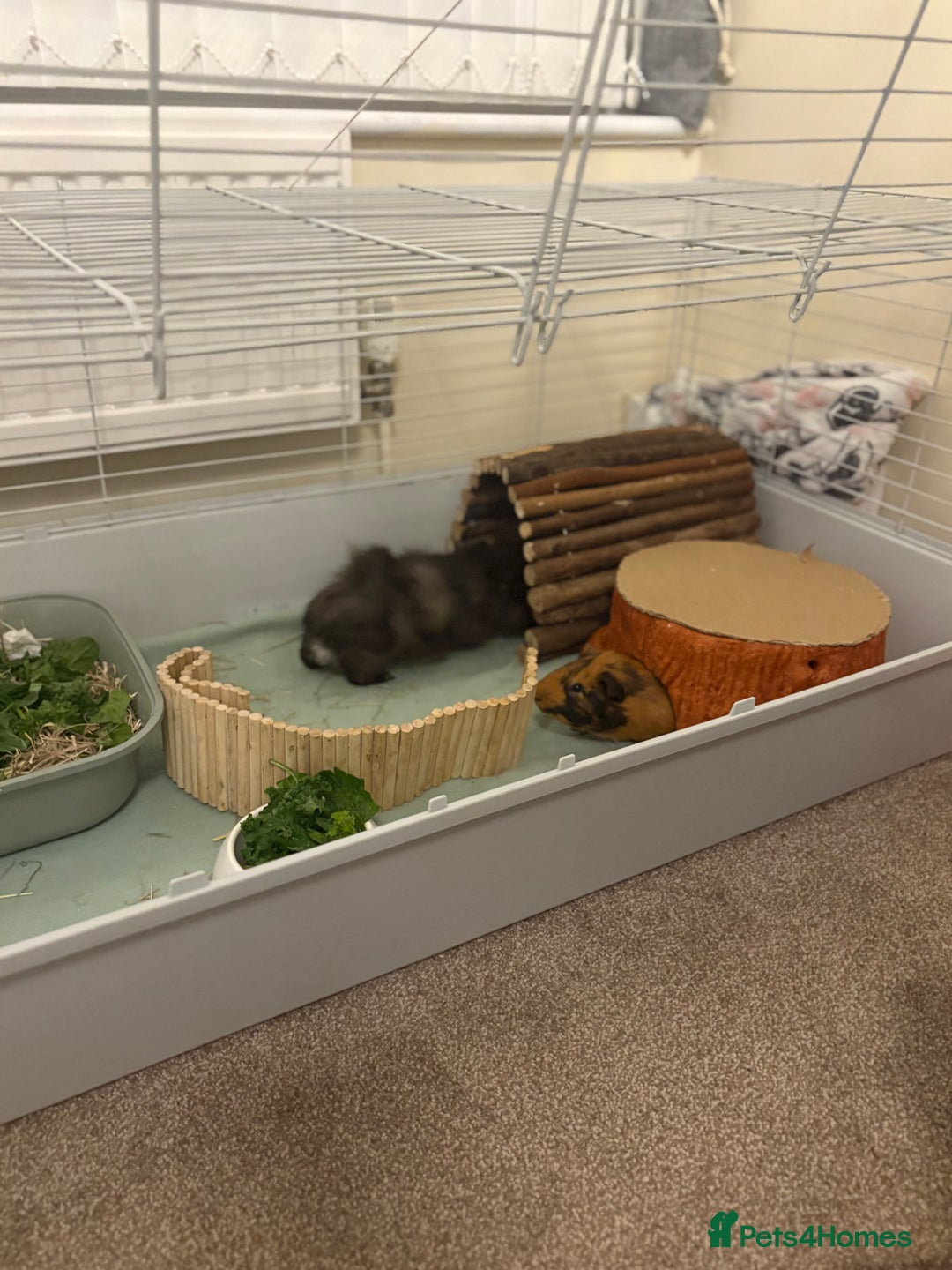 Guinea Pig rodents for sale: 2 boar Guniea pigs - Image 6