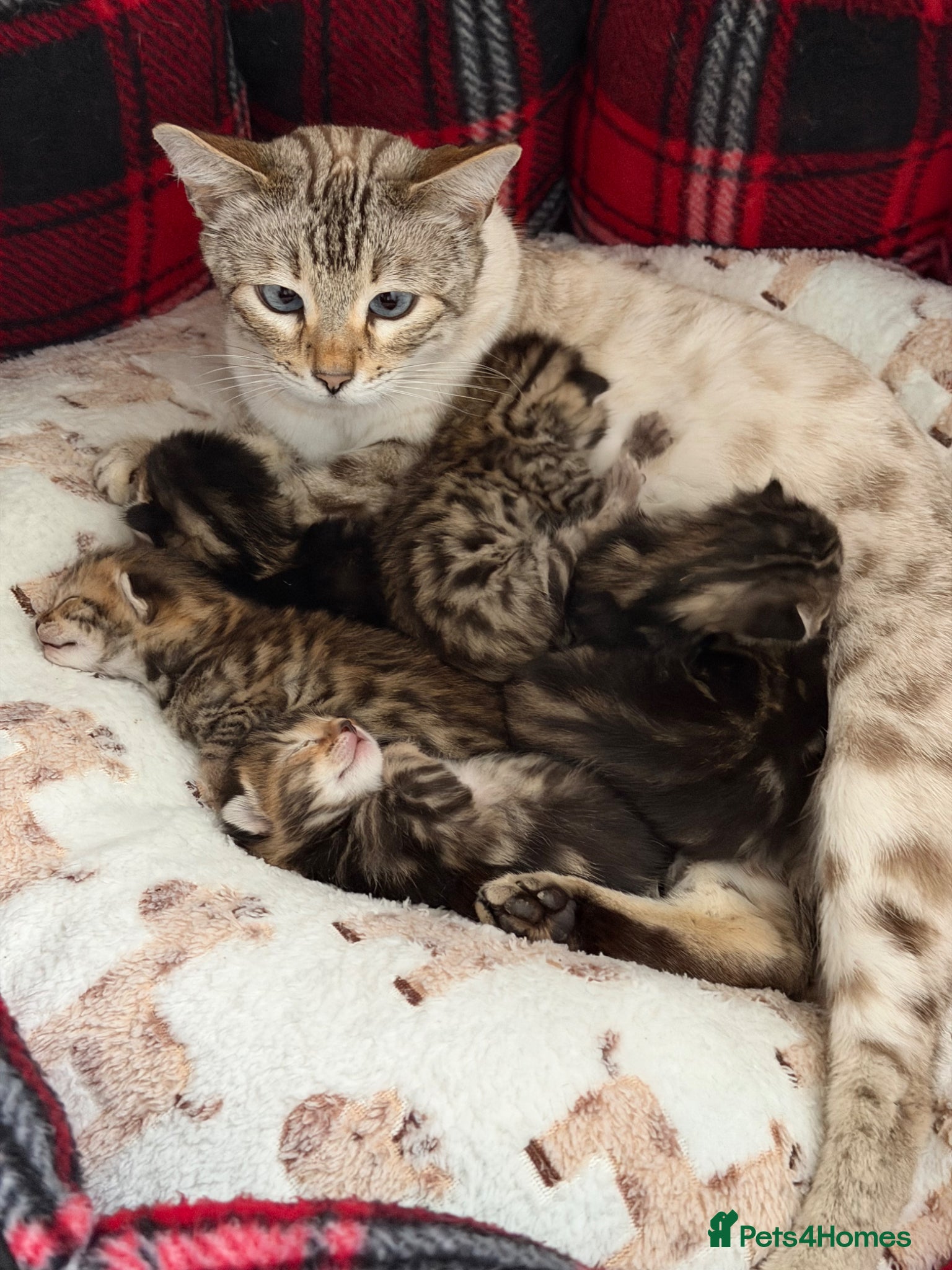 Bengal cats Bengal kittens Mum is Tica registered Active  - Advert 1