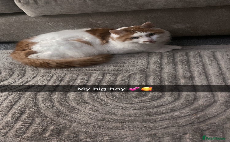 Maine Coon cats - Advert 1