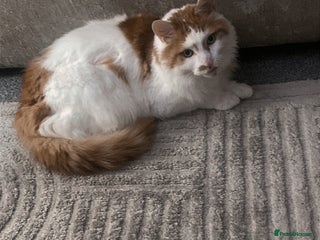 Maine Coon cats - Advert 4