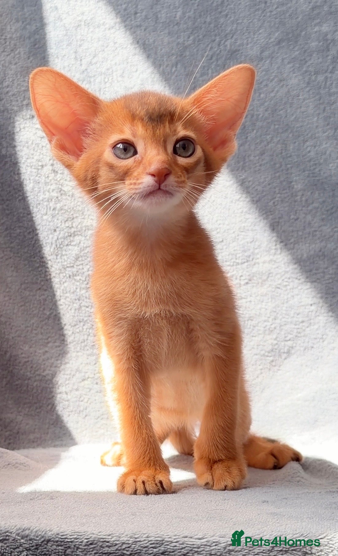 Abyssinian cats Beautiful GCCF Registered Abyssinian Kittens 💙❤️ - Advert 2