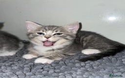 British Shorthair cats for sale: Silver tabby  - Image 9