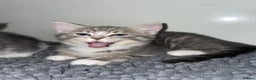 Domestic Shorthair cats for sale: Silver tabby  - Advert 9