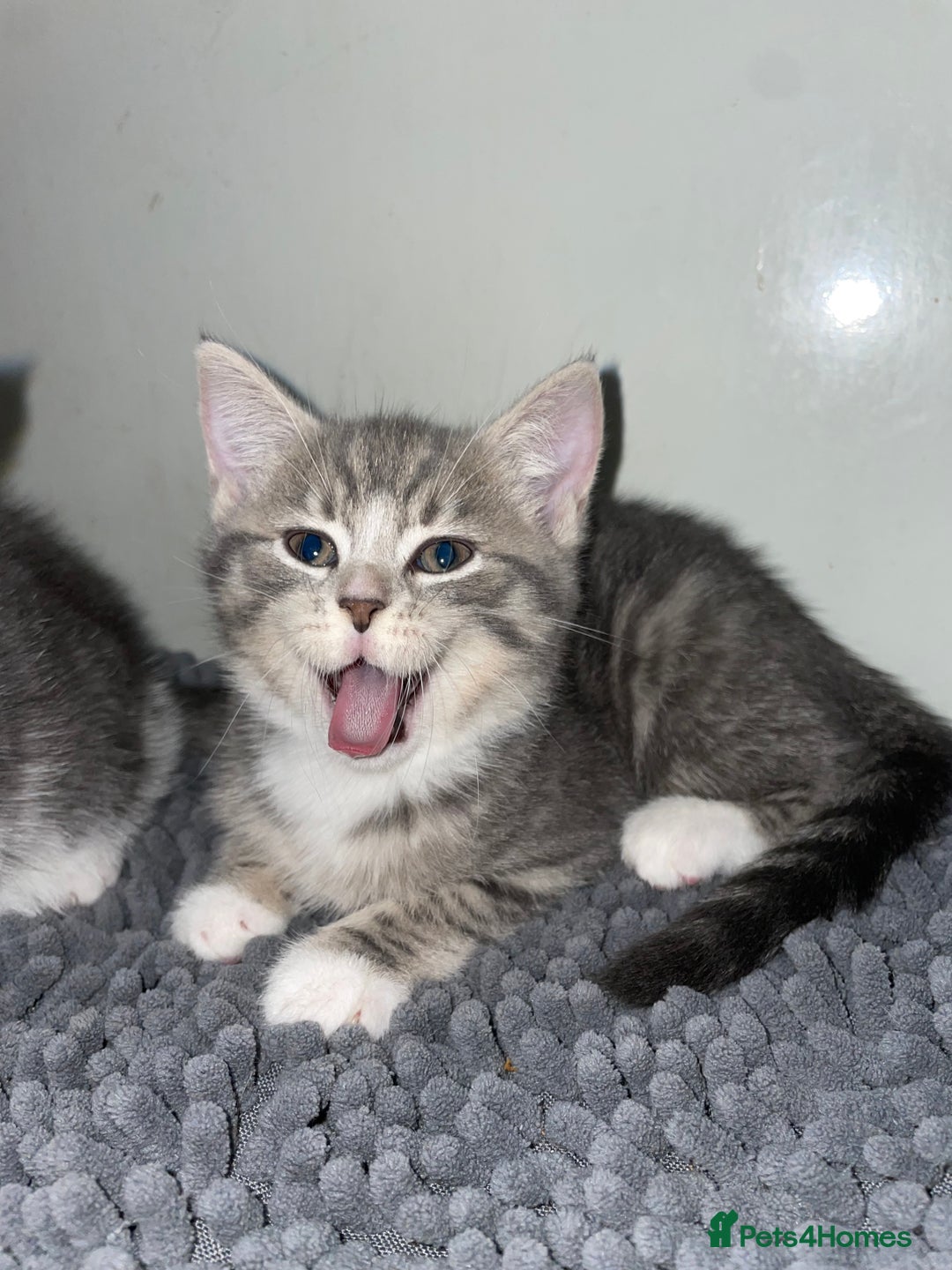 British Shorthair cats for sale: Silver tabby  - Image 9