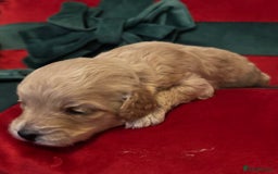 Cockapoo dogs for sale: ⭐️OUTSTANDING, HIGH QUALITY Cockapoo F1B Puppies⭐️ - Advert 26