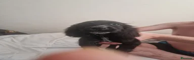Cocker Spaniel 1
