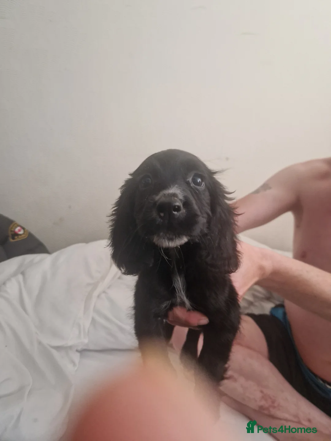 Cocker Spaniel dogs for sale: 2 female cocker spaniels - Advert 5