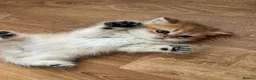 British Longhair cats for sale: Registered British longhair kittens - Advert 5