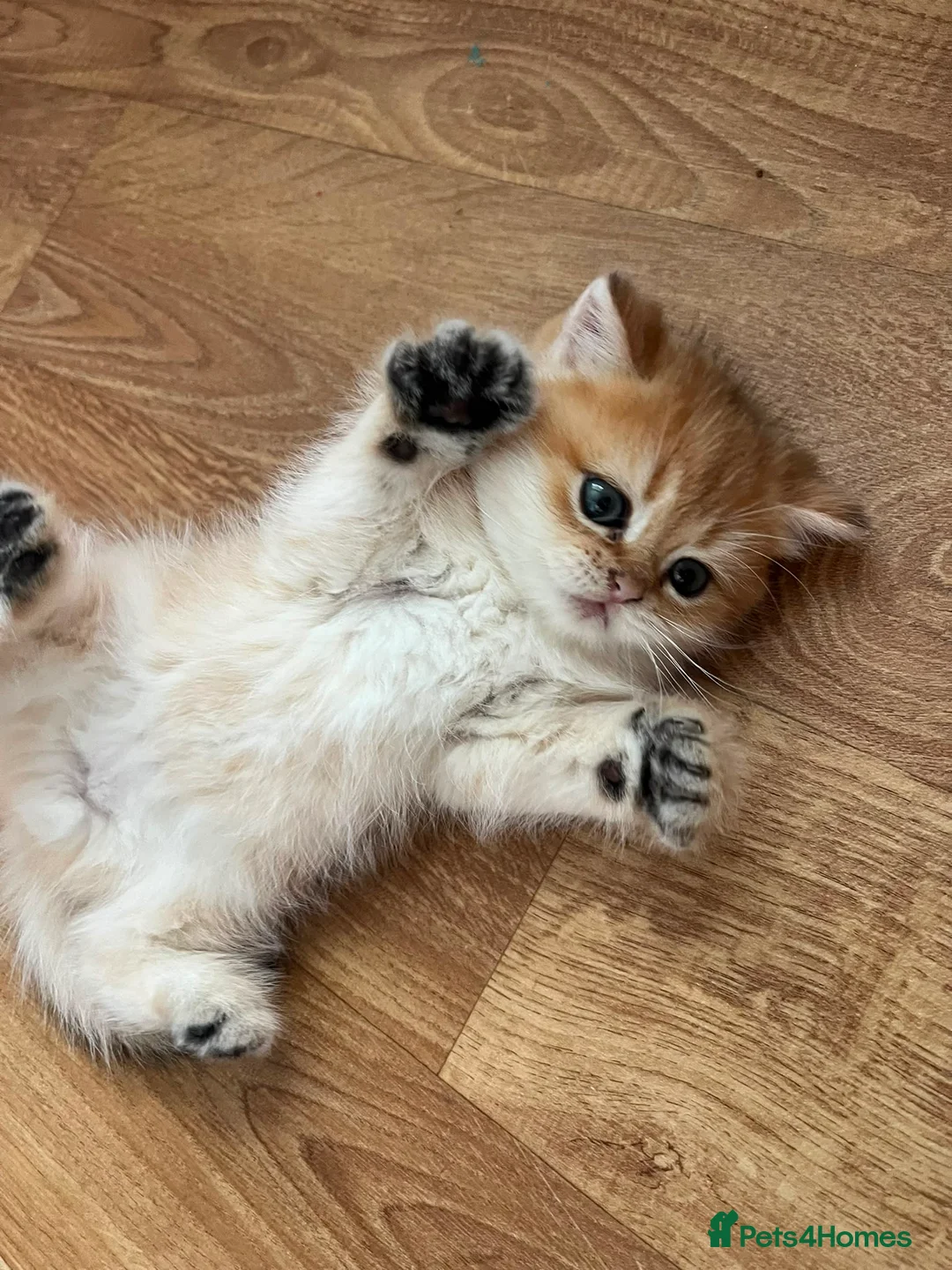 British Longhair cats for sale: Registered British longhair boy - ready now - Advert 1